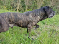 big cane corso italian mastiff